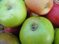 Mixed Apple Varieties